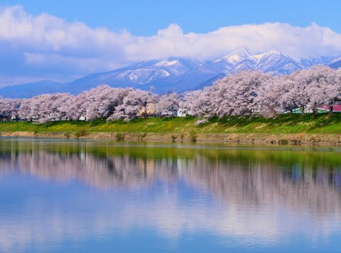 일본 자오 설벽과 천그루의 벚꽃길 (3박 4일)